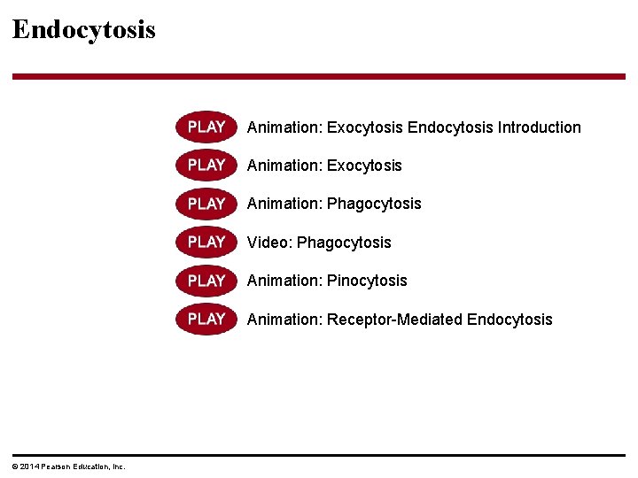 Endocytosis Animation: Exocytosis Endocytosis Introduction Animation: Exocytosis Animation: Phagocytosis Video: Phagocytosis Animation: Pinocytosis Animation: