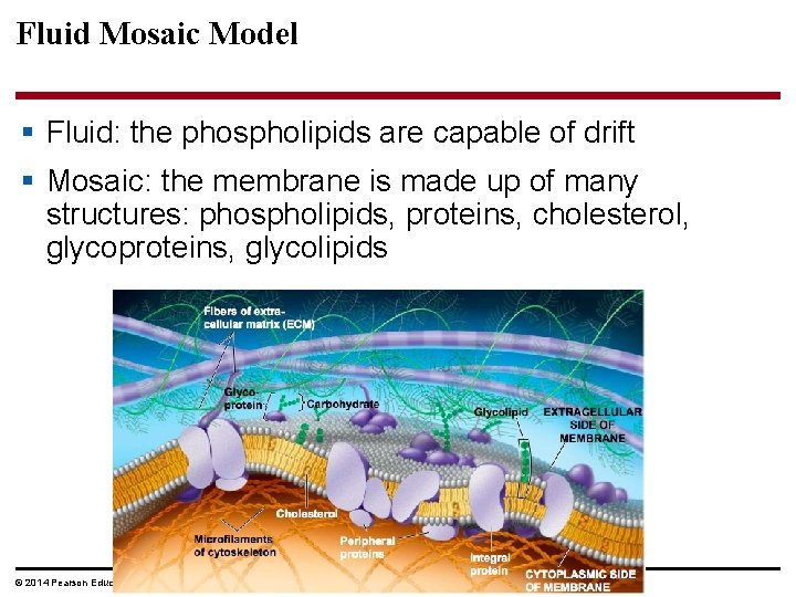 Fluid Mosaic Model § Fluid: the phospholipids are capable of drift § Mosaic: the