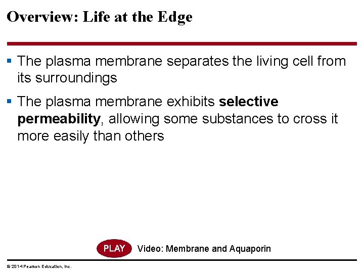 Overview: Life at the Edge § The plasma membrane separates the living cell from
