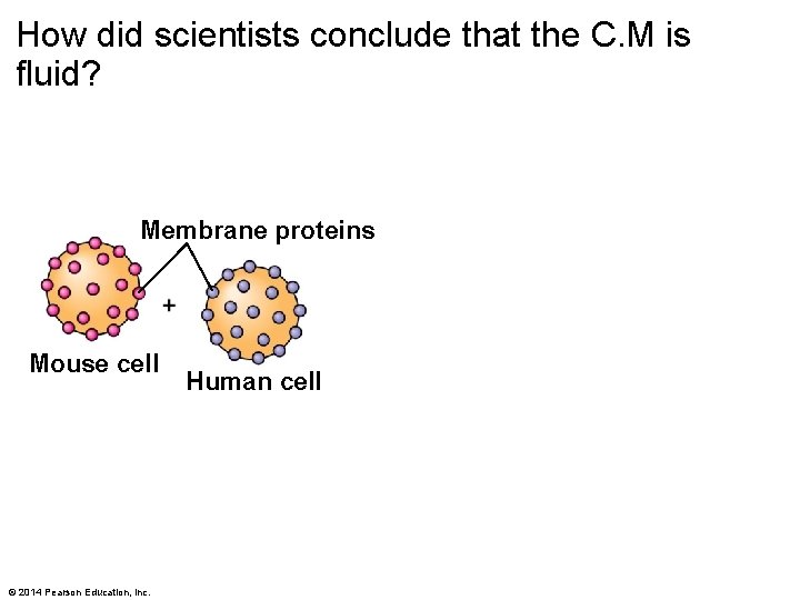 How did scientists conclude that the C. M is fluid? Membrane proteins Mouse cell