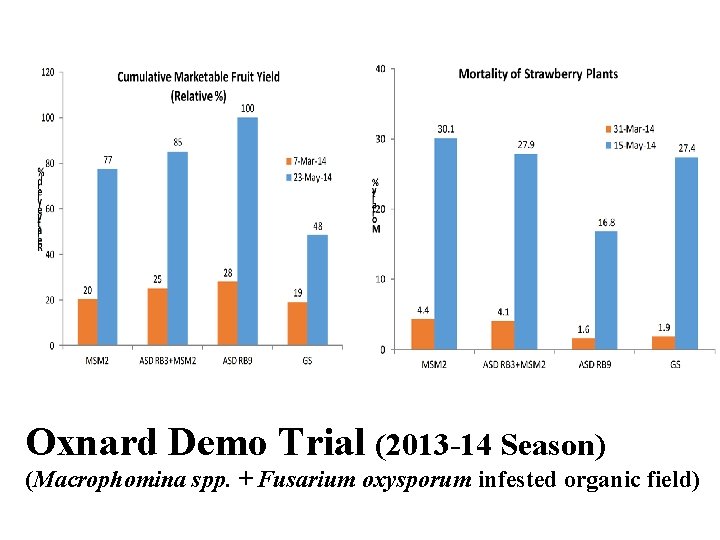 Oxnard Demo Trial (2013 -14 Season) (Macrophomina spp. + Fusarium oxysporum infested organic field)