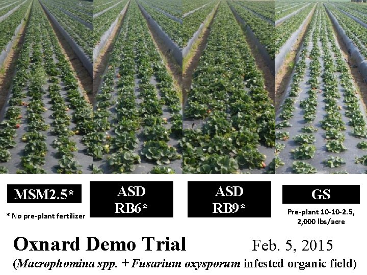 MSM 2. 5* * No pre-plant fertilizer ASD RB 6* Oxnard Demo Trial ASD