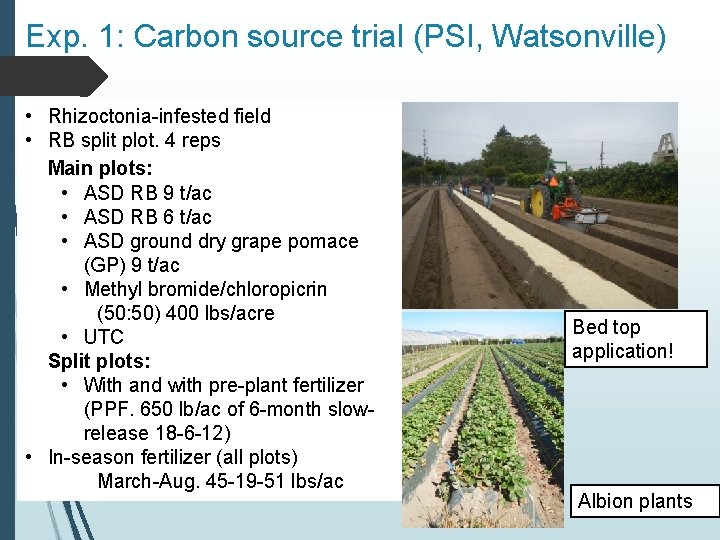 Exp. 1: Carbon source trial (PSI, Watsonville) • Rhizoctonia-infested field • RB split plot.
