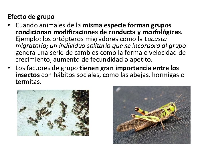 Efecto de grupo • Cuando animales de la misma especie forman grupos condicionan modificaciones