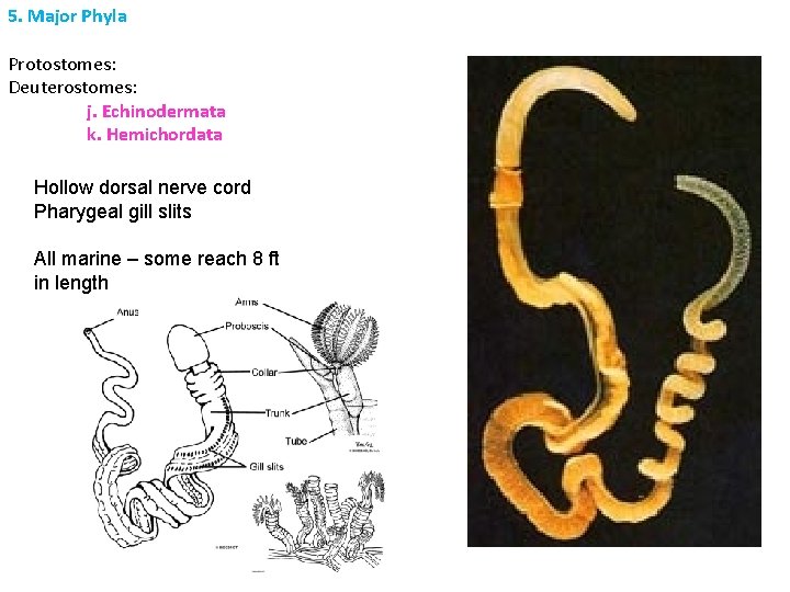 5. Major Phyla Protostomes: Deuterostomes: j. Echinodermata k. Hemichordata Hollow dorsal nerve cord Pharygeal