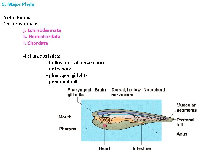 5. Major Phyla Protostomes: Deuterostomes: j. Echinodermata k. Hemichordata l. Chordata 4 characteristics: -