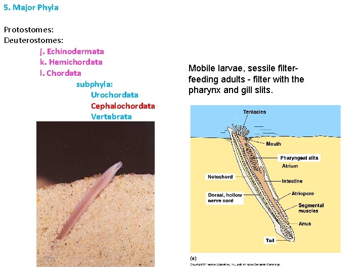 5. Major Phyla Protostomes: Deuterostomes: j. Echinodermata k. Hemichordata l. Chordata subphyla: Urochordata Cephalochordata