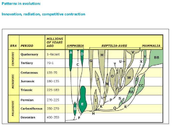 Patterns in evolution: Innovation, radiation, competitive contraction 