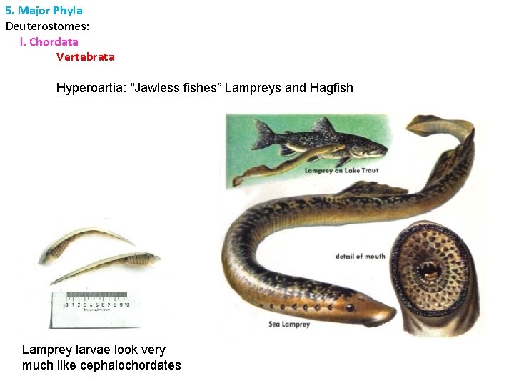 5. Major Phyla Deuterostomes: l. Chordata Vertebrata Hyperoartia: “Jawless fishes” Lampreys and Hagfish Lamprey