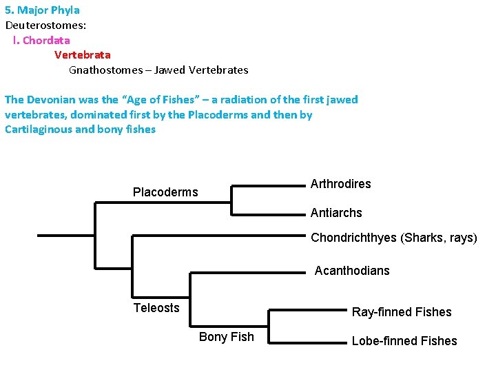 5. Major Phyla Deuterostomes: l. Chordata Vertebrata Gnathostomes – Jawed Vertebrates The Devonian was