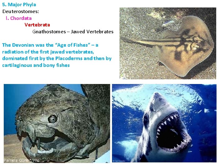 5. Major Phyla Deuterostomes: l. Chordata Vertebrata Gnathostomes – Jawed Vertebrates The Devonian was