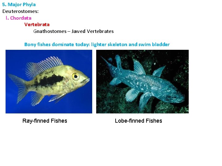 5. Major Phyla Deuterostomes: l. Chordata Vertebrata Gnathostomes – Jawed Vertebrates Bony fishes dominate