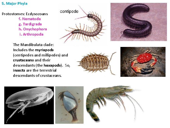 5. Major Phyla Protostomes: Ecdysozoans f. Nematoda g. Tardigrada h. Onychophora i. Arthropoda The