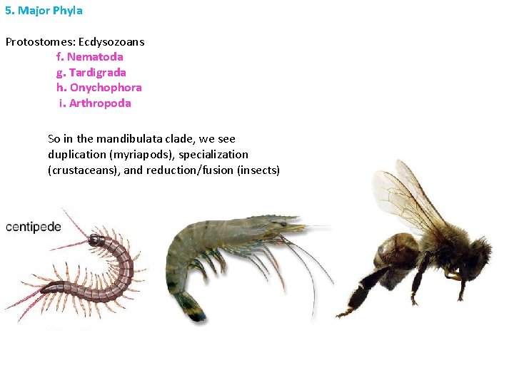 5. Major Phyla Protostomes: Ecdysozoans f. Nematoda g. Tardigrada h. Onychophora i. Arthropoda So