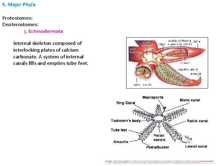 5. Major Phyla Protostomes: Deuterostomes: j. Echinodermata Internal skeleton composed of interlocking plates of