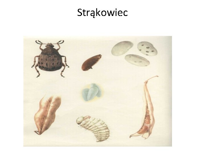 Strąkowiec 