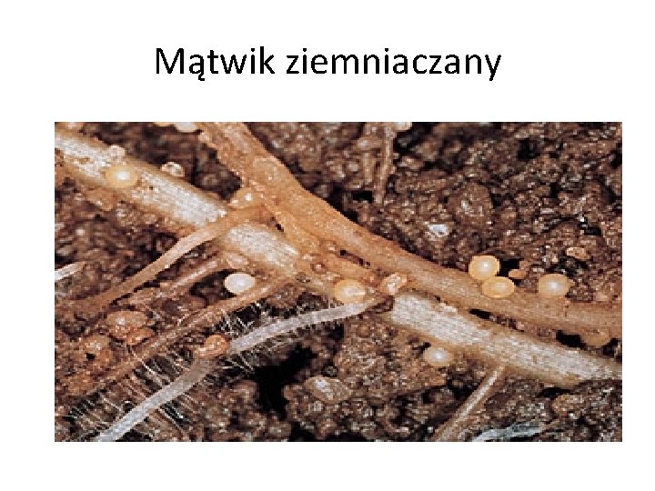 Mątwik ziemniaczany 