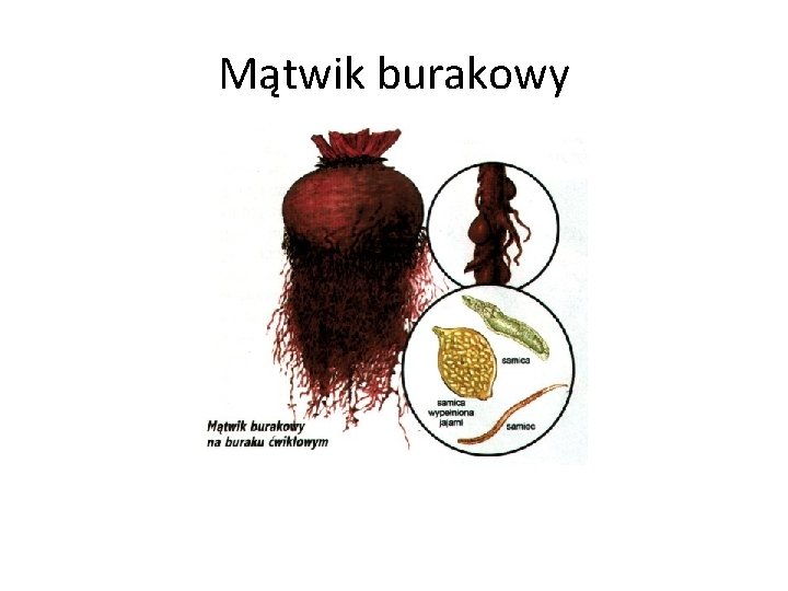 Mątwik burakowy 