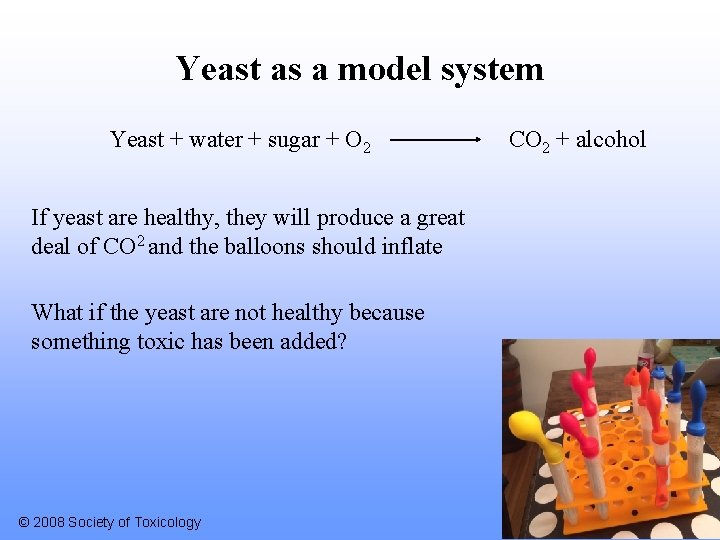 Yeast as a model system Yeast + water + sugar + O 2 If