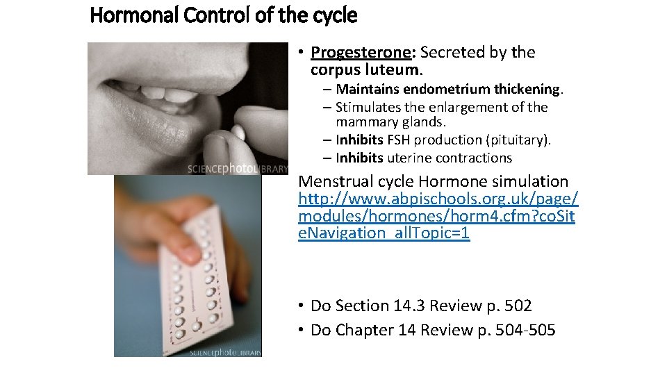 Hormonal Control of the cycle • Progesterone: Secreted by the corpus luteum. – Maintains