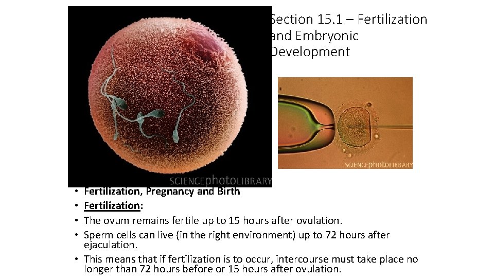 Section 15. 1 – Fertilization and Embryonic Development Fertilization, Pregnancy and Birth Fertilization: The
