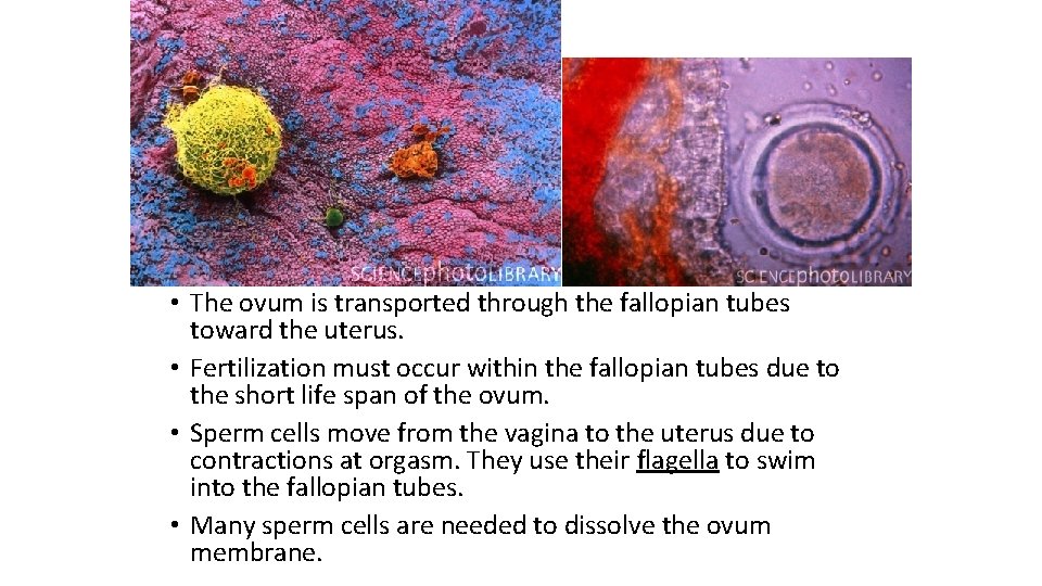 Fertilization • The ovum is transported through the fallopian tubes toward the uterus. •
