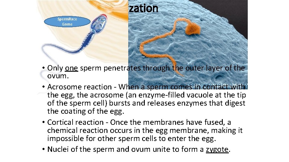 Fertilization Sperm. Race Game • Only one sperm penetrates through the outer layer of