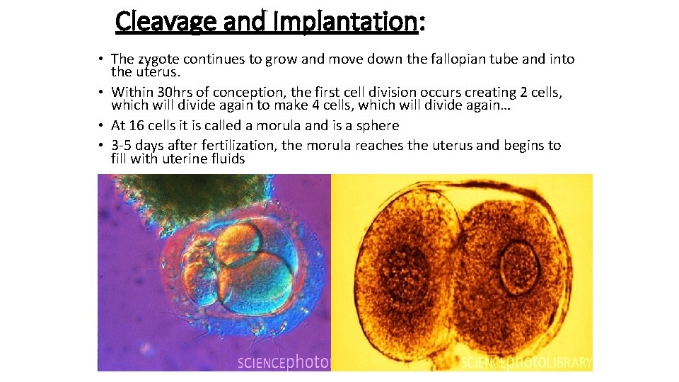 Cleavage and Implantation: • The zygote continues to grow and move down the fallopian