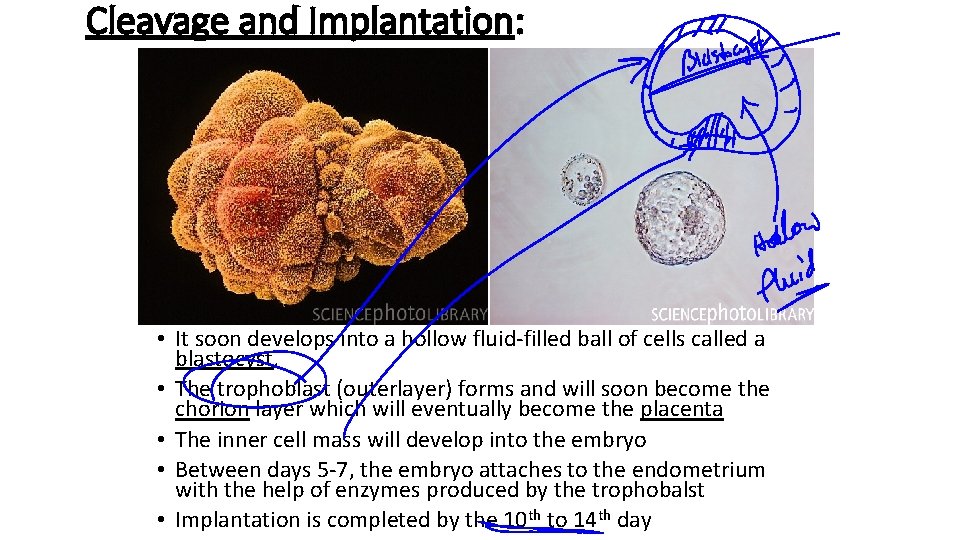 Cleavage and Implantation: • It soon develops into a hollow fluid-filled ball of cells