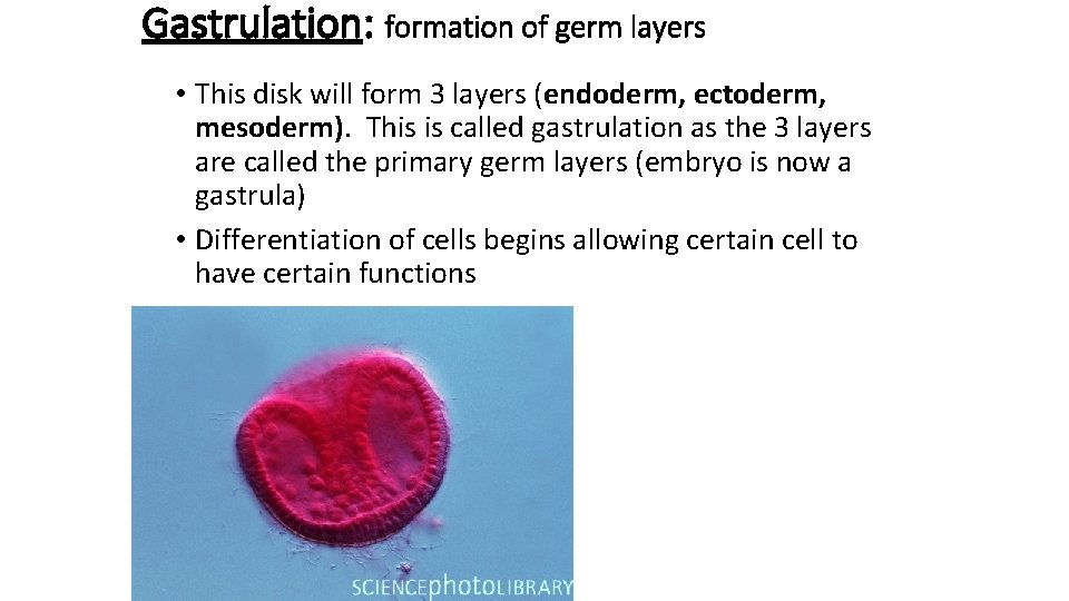 Gastrulation: formation of germ layers • This disk will form 3 layers (endoderm, ectoderm,