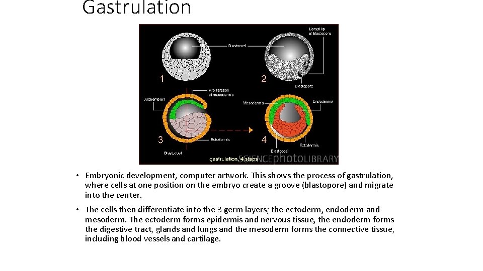 Gastrulation • Embryonic development, computer artwork. This shows the process of gastrulation, where cells