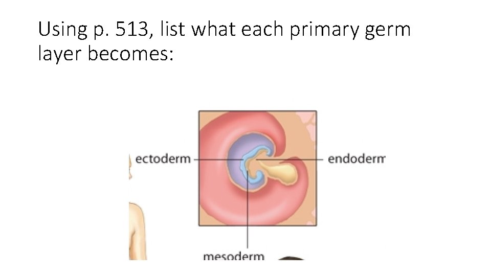 Using p. 513, list what each primary germ layer becomes: 