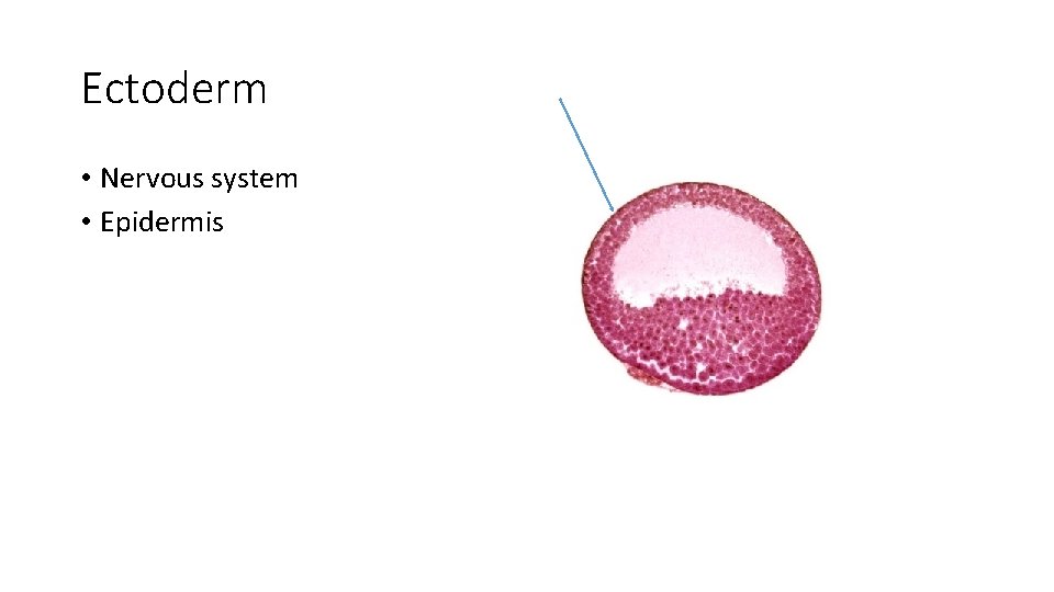 Ectoderm • Nervous system • Epidermis 