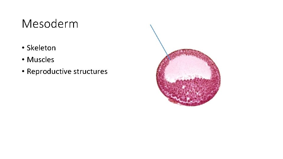 Mesoderm • Skeleton • Muscles • Reproductive structures 