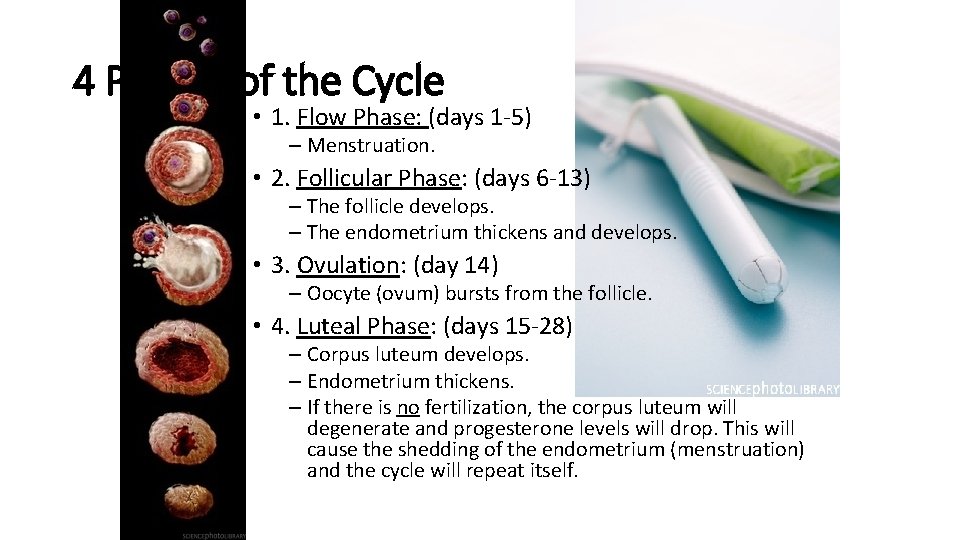4 Phases of the Cycle • 1. Flow Phase: (days 1 -5) – Menstruation.