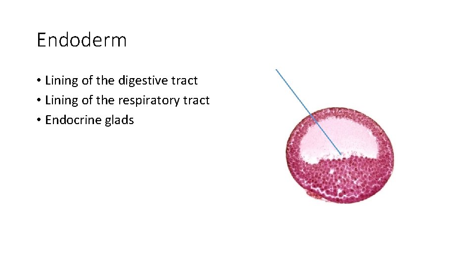 Endoderm • Lining of the digestive tract • Lining of the respiratory tract •