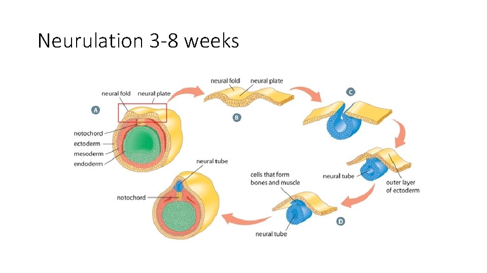 Neurulation 3 -8 weeks 