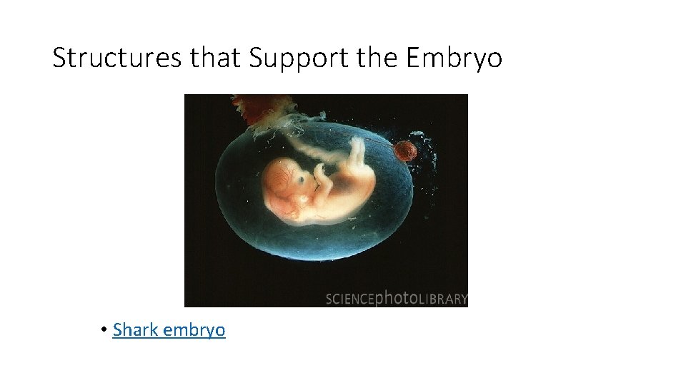Structures that Support the Embryo • Shark embryo 