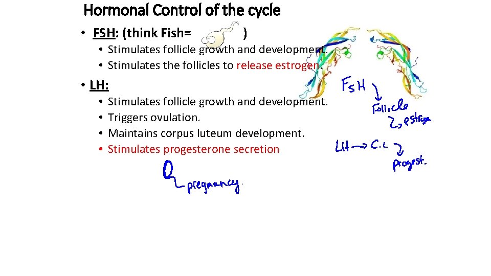Hormonal Control of the cycle • FSH: (think Fish= ) • Stimulates follicle growth