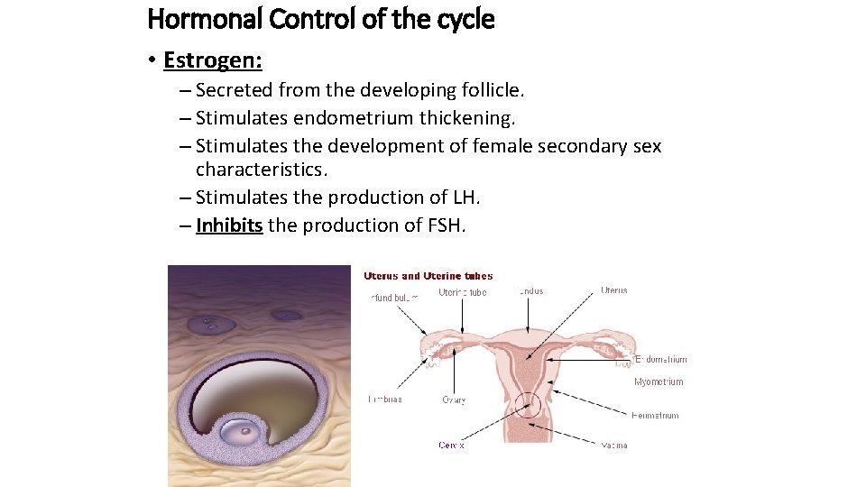 Hormonal Control of the cycle • Estrogen: – Secreted from the developing follicle. –