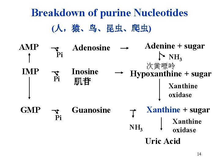 Breakdown of purine Nucleotides (人，猿、鸟、昆虫、爬虫) AMP IMP GMP Pi Pi Pi Adenine + sugar