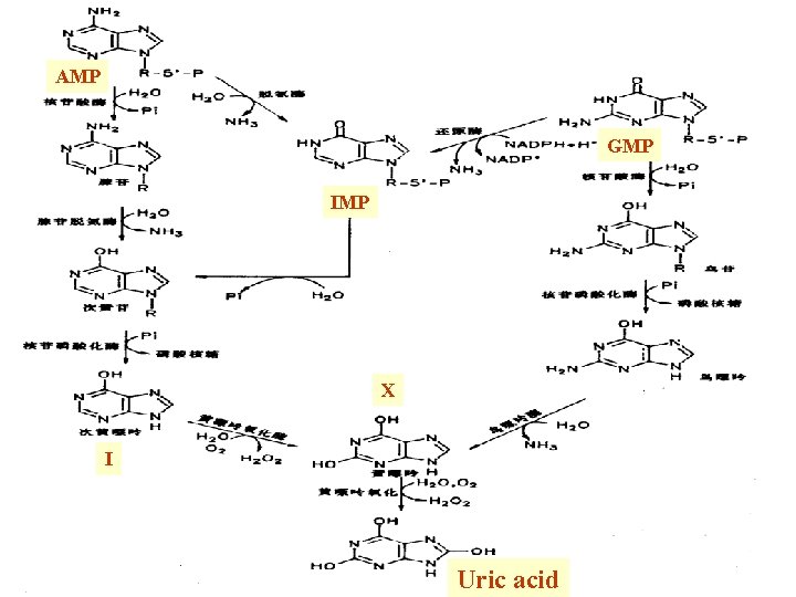 AMP GMP IMP X I Uric acid 15 