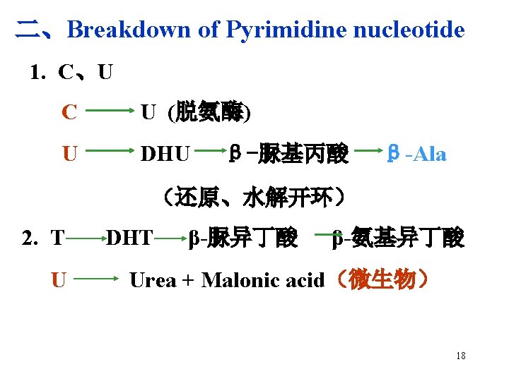 二、Breakdown of Pyrimidine nucleotide 1. C、U C U (脱氨酶) U DHU β-脲基丙酸 β-Ala （还原、水解开环）