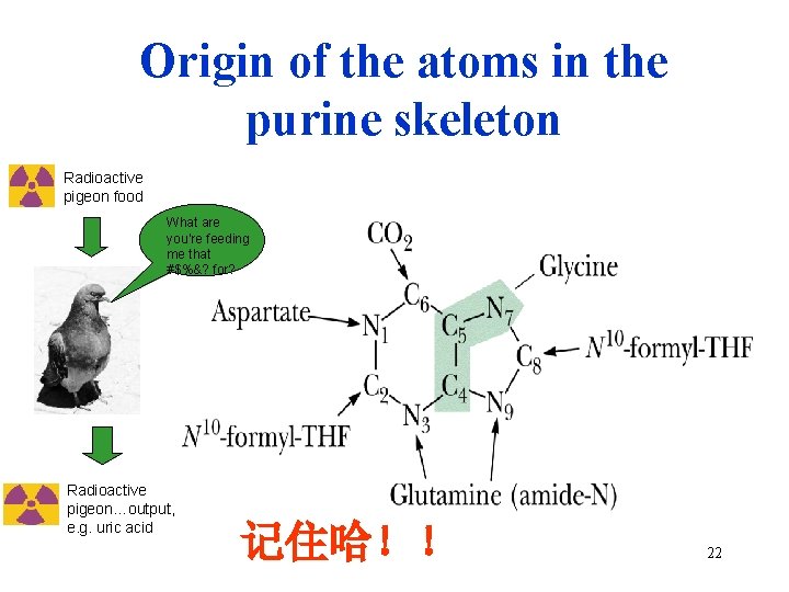 Origin of the atoms in the purine skeleton Radioactive pigeon food What are you’re