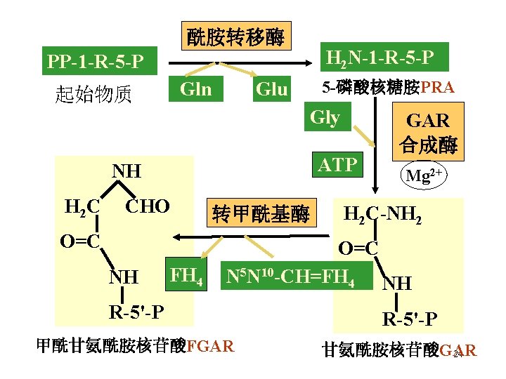 酰胺转移酶 H 2 N-1 -R-5 -P PP-1 -R-5 -P Gln 起始物质 5 -磷酸核糖胺PRA Glu