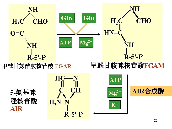 NH NH H 2 C CHO Gln Glu H 2 C CHO HN=C O=C