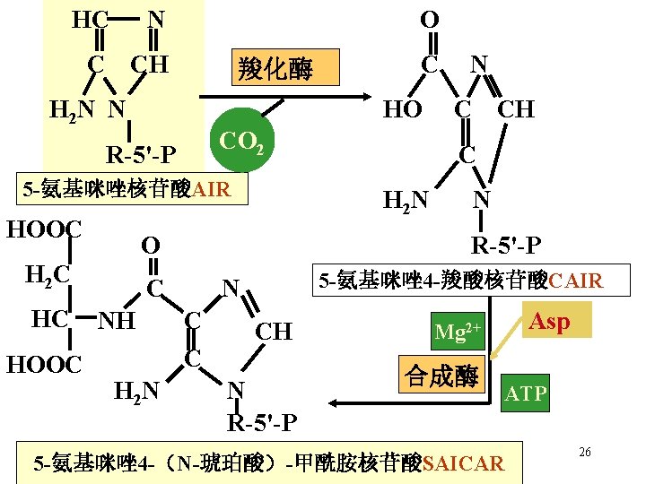HC N C CH O 羧化酶 H 2 N N HO CO 2 R-5'-P