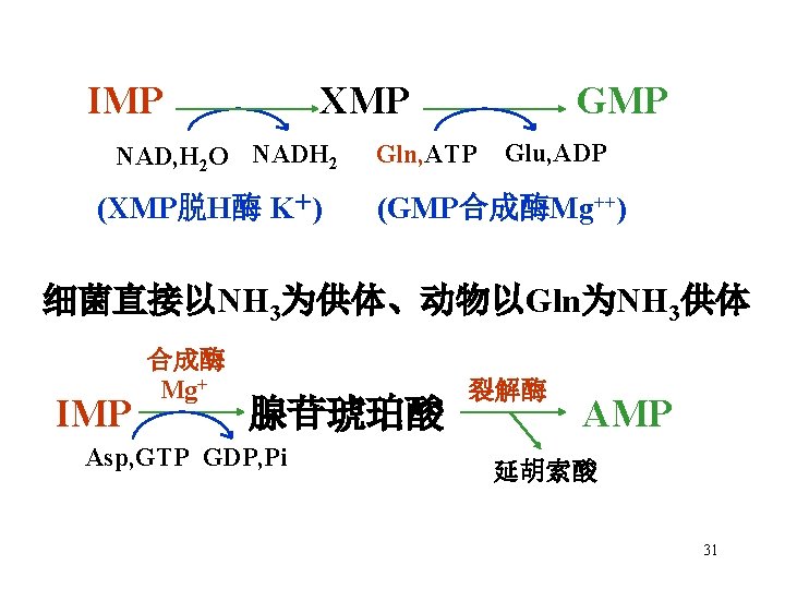 IMP XMP NAD, H 2 O NADH 2 (XMP脱H酶 K＋) GMP Gln, ATP Glu,