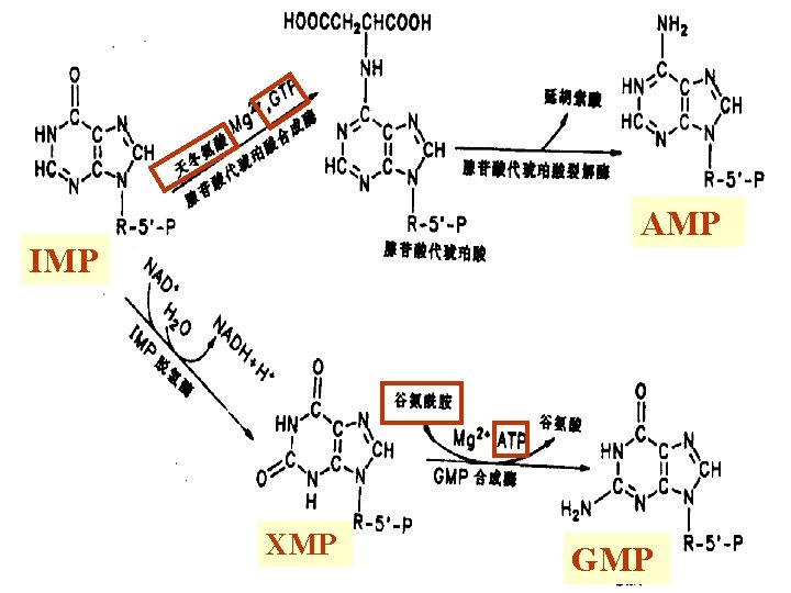  • AMP和GMP的生成： AMP IMP XMP GMP 34 