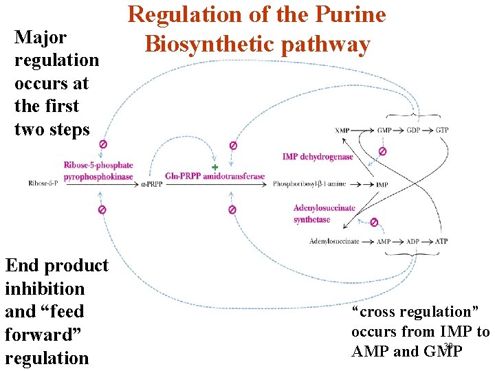 Major regulation occurs at the first two steps End product inhibition and “feed forward”